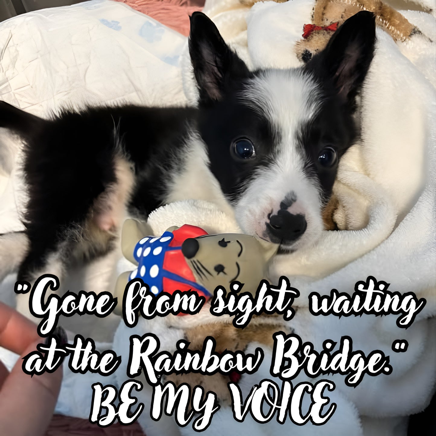 Black and white puppy lying on a blanket with a toy, surrounded by text.